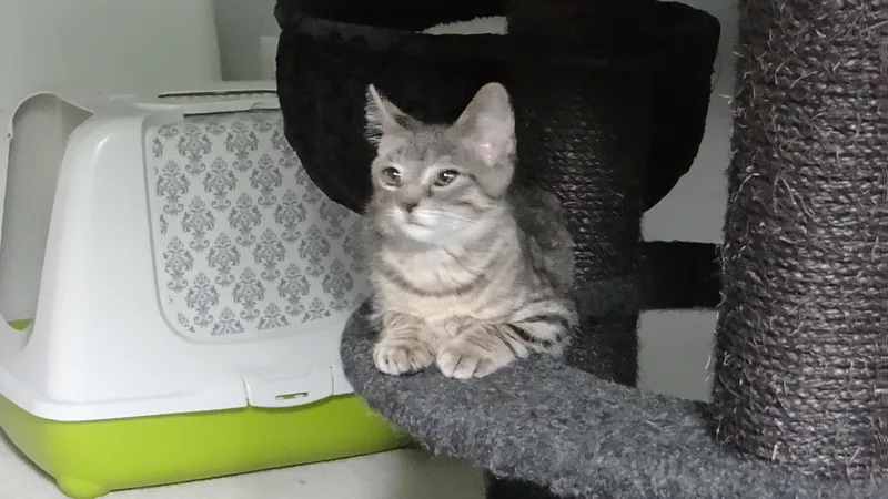 A baby medium-sized male Domestic Short Hair cat named Charlie Chaplin for adoption in Chesapeake Beach, MD