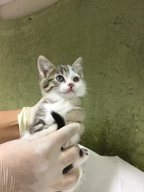 A baby small-sized female Domestic Short Hair cat named Baby Daisy for adoption in Riverside, CA