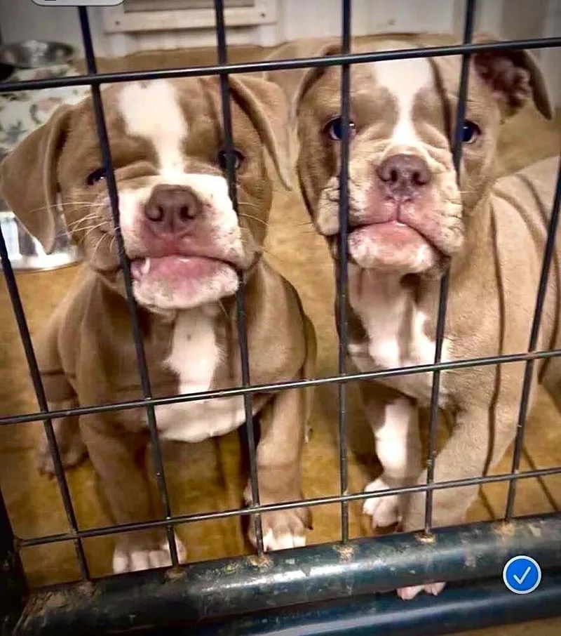 A baby medium-sized male Tricolor (Brown, Black, & White) American Bulldog dog named Stephano for adoption in Saugus, MA