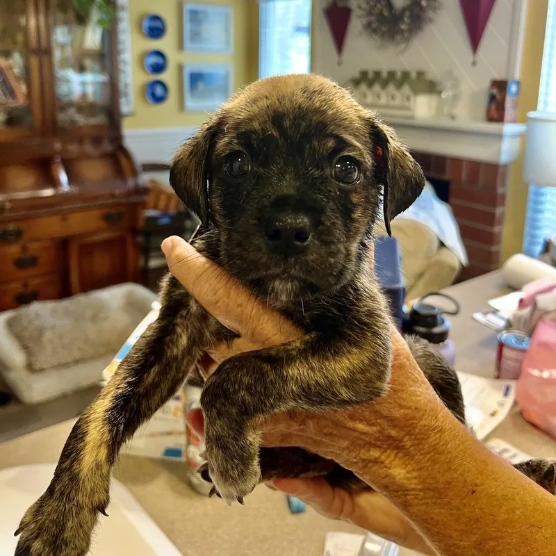 A baby medium-sized male Brown / Chocolate Pug dog named Morro for adoption in Oceanside, CA