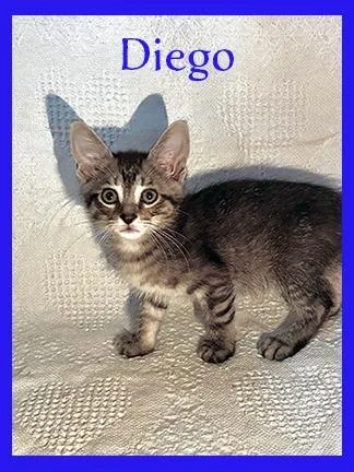 A baby medium-sized male Domestic Short Hair cat named Diego for adoption in Hoover , AL