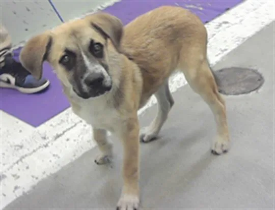 A baby small-sized male German Shepherd Dog dog named Rico for adoption in Houston, TX