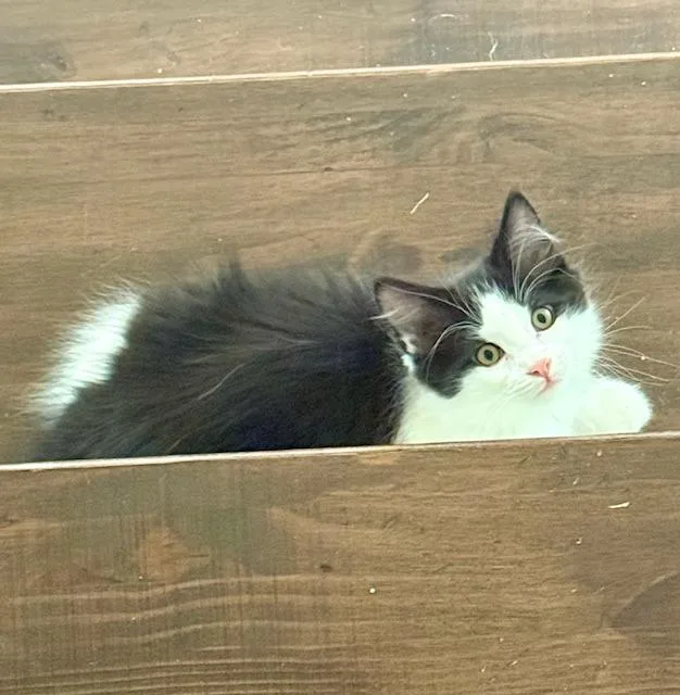 A baby medium-sized male Domestic Short Hair cat named Tut for adoption in Minneapolis, MN