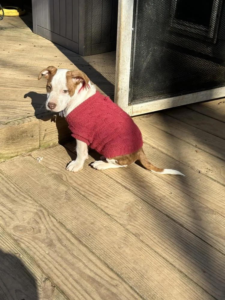 Pup Newton thumbnail 2