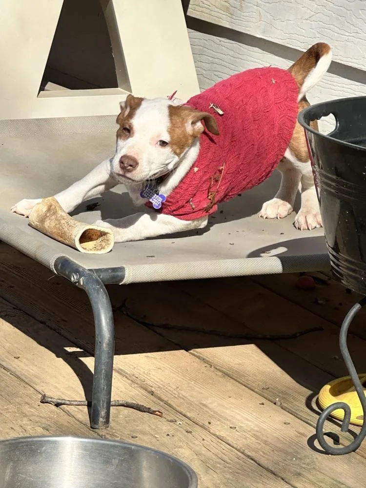 Pup Newton thumbnail 3