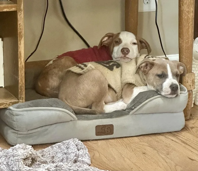 Pup Newton thumbnail 4