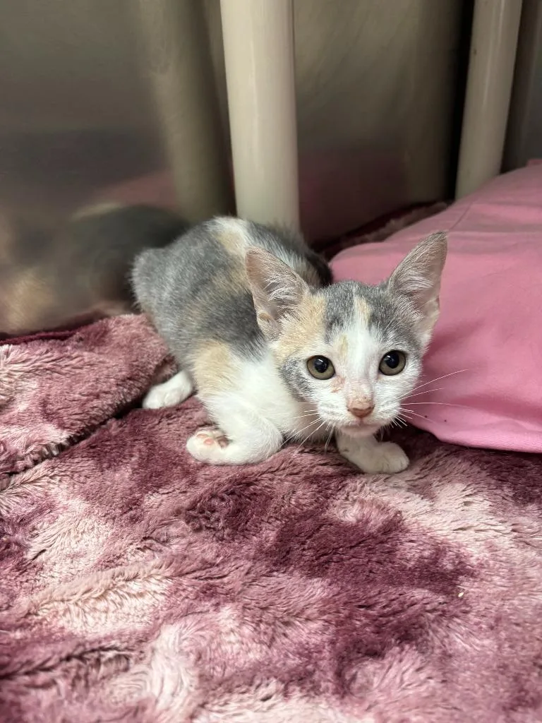 A baby medium-sized female Domestic Short Hair cat named Peach for adoption in Pomona, NY