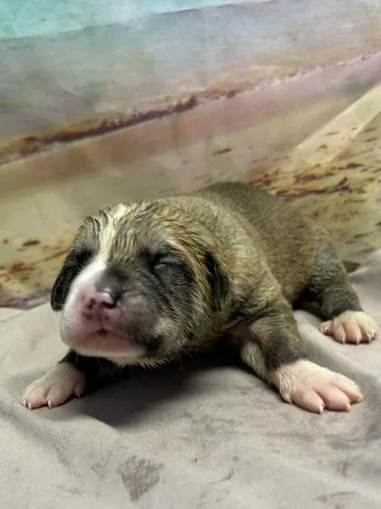 A baby small-sized female Retriever dog named Enid for adoption in San Antonio, TX