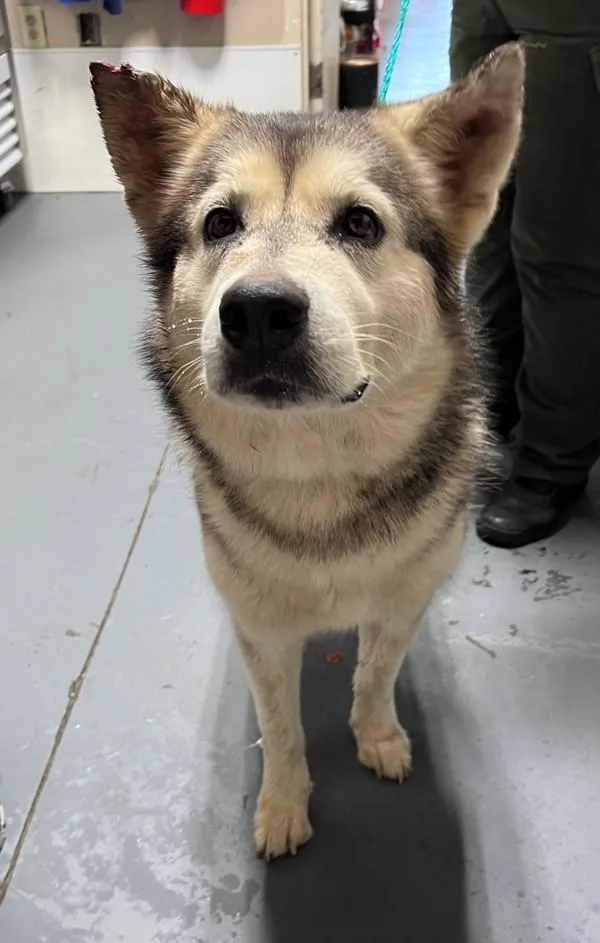 An adult large-sized female Husky dog named b Aurora for adoption in Dallas, GA