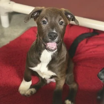 A baby large-sized male Pit Bull Terrier dog named Cartoon for adoption in Sacramento, CA