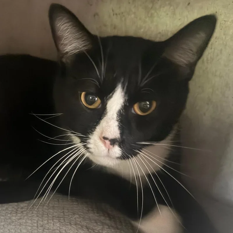An adult small-sized male Black Domestic Short Hair cat named Theo for adoption in Pittsburgh, PA