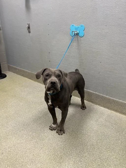 An adult medium-sized male Pit Bull Terrier dog named Jimbob for adoption in Las Vegas, NV