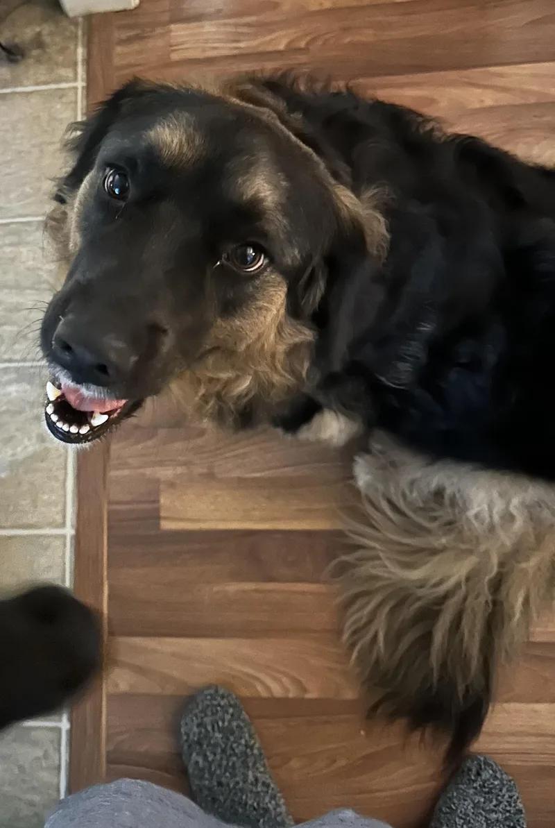 An adult medium-sized female Australian Shepherd dog named Kelly And Winniedynamic Duobonded for adoption in Franklin, TN