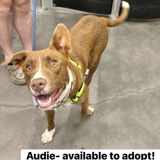 Audie