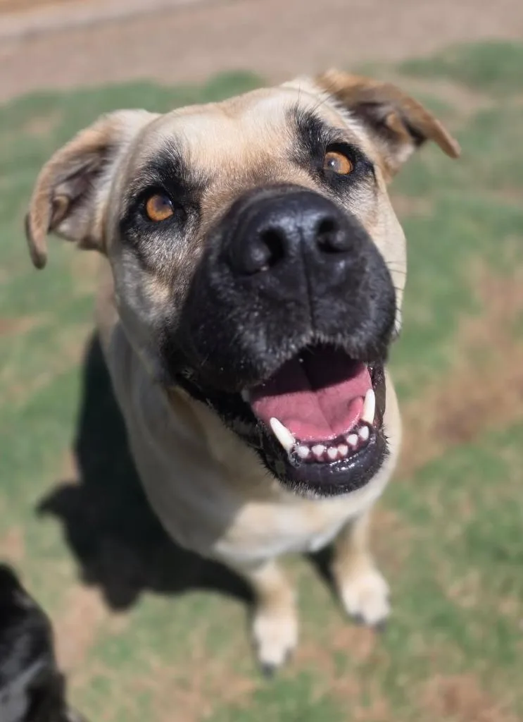An adult large-sized female Black Mouth Cur dog named Harley for adoption in Little Elm, TX