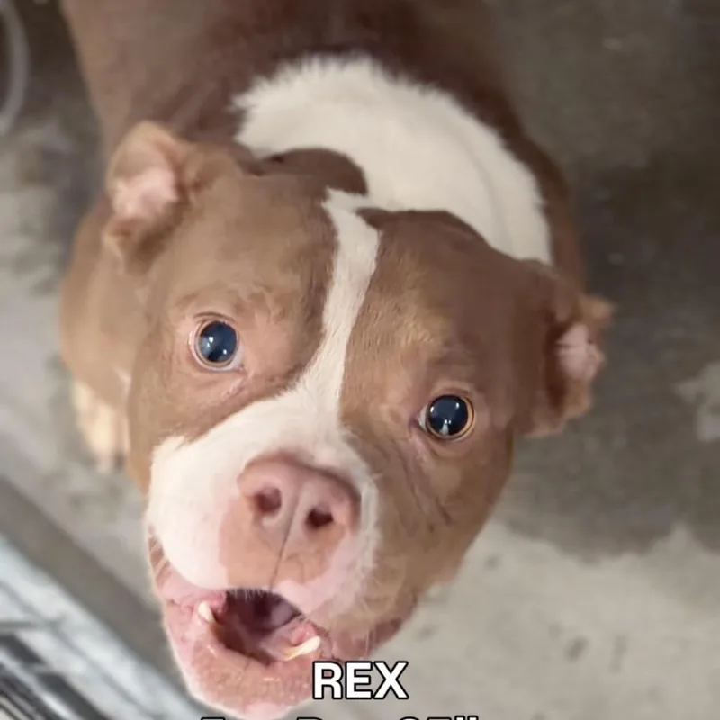 Rex A