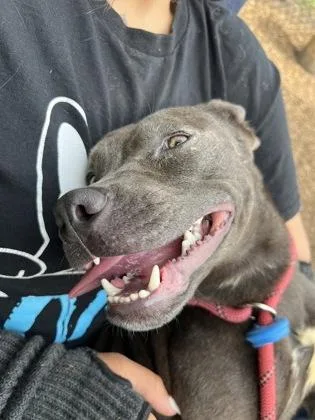 A young medium-sized female Mixed Breed dog named Bedelia for adoption in Chamblee, GA