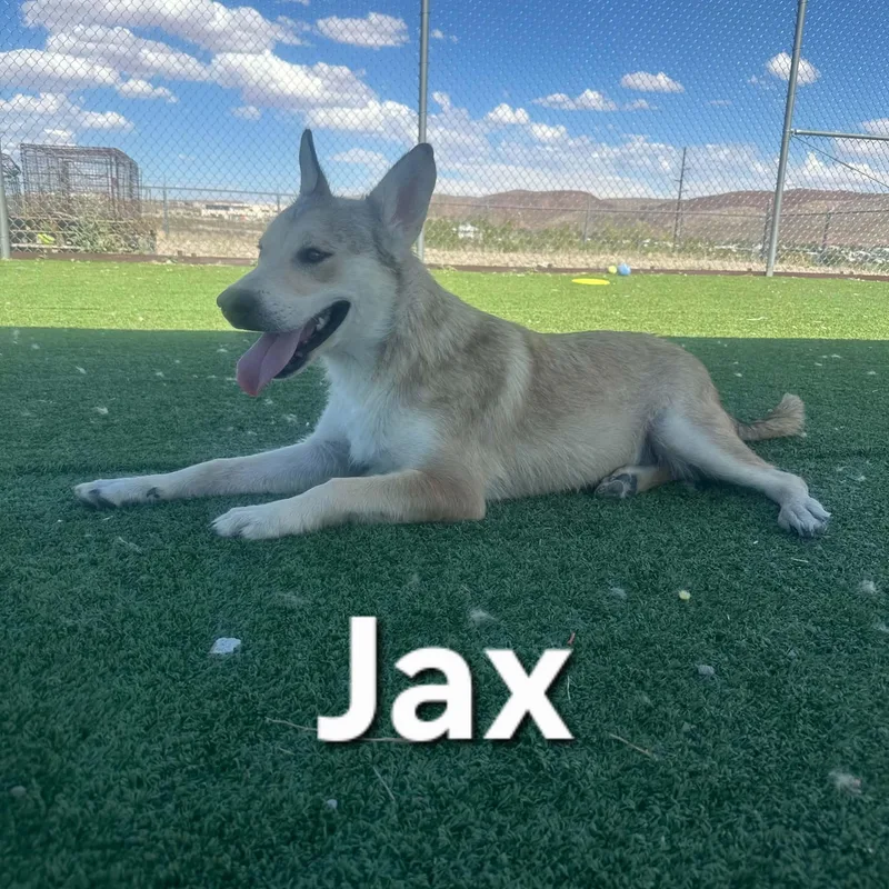 Jax thumbnail 3