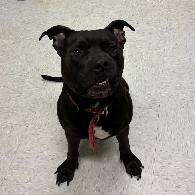 An adult large-sized male Mixed Breed dog named Boody for adoption in Binghamton, NY