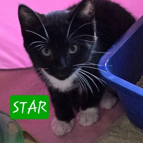 Star thumbnail 2