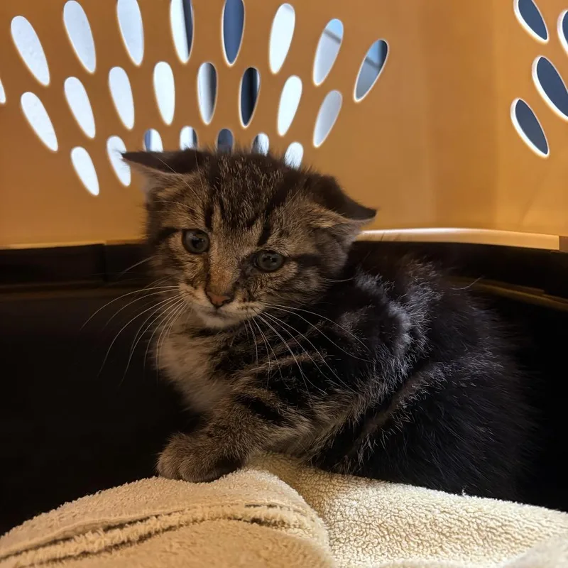 A baby small-sized male Brown / Chocolate Domestic Medium Hair cat named Claude for adoption in Tacoma, WA