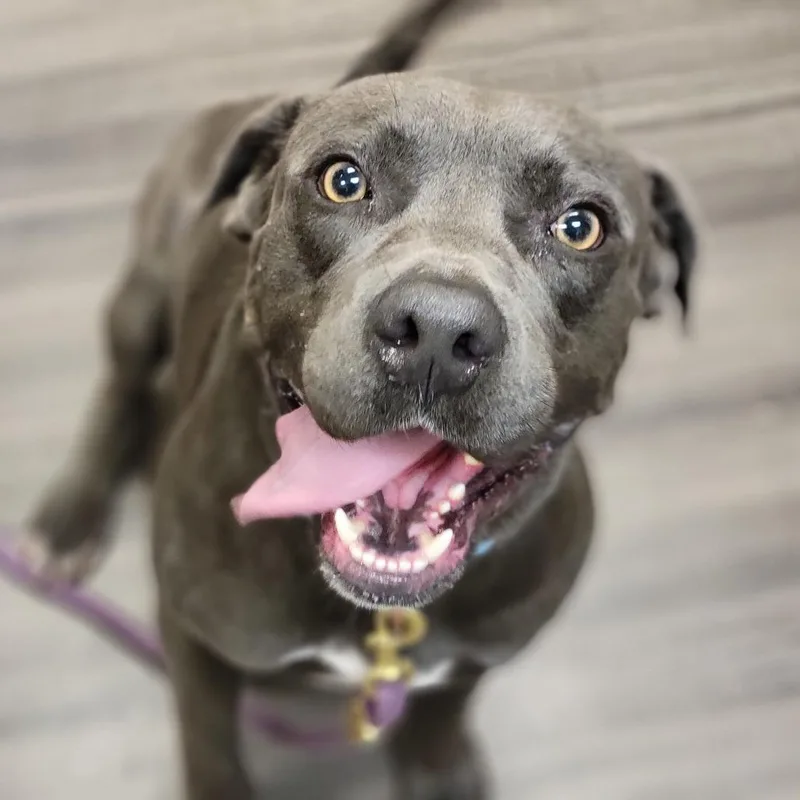 An adult medium-sized male Gray / Blue / Silver Mixed Breed dog named Tak for adoption in Sarasota, FL