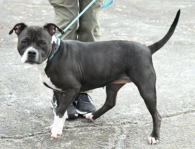 A young medium-sized female Black Pit Bull Terrier dog named May for adoption in New Haven, CT