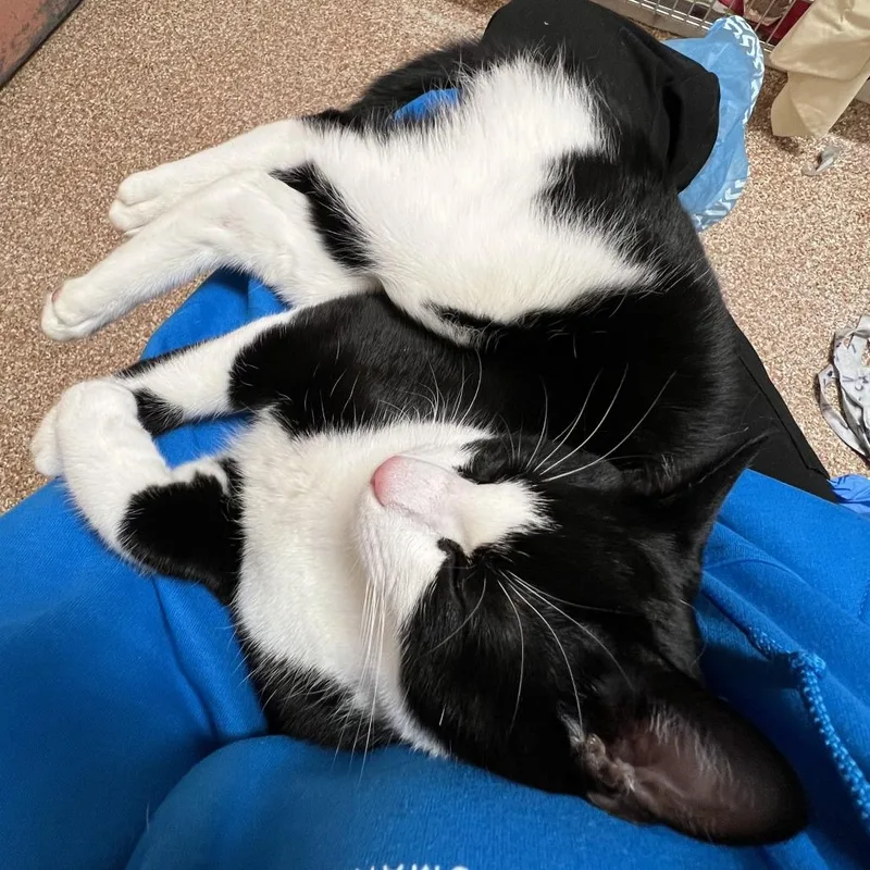A young medium-sized male White Domestic Short Hair cat named Oreohero Needed! for adoption in Springfield, MA