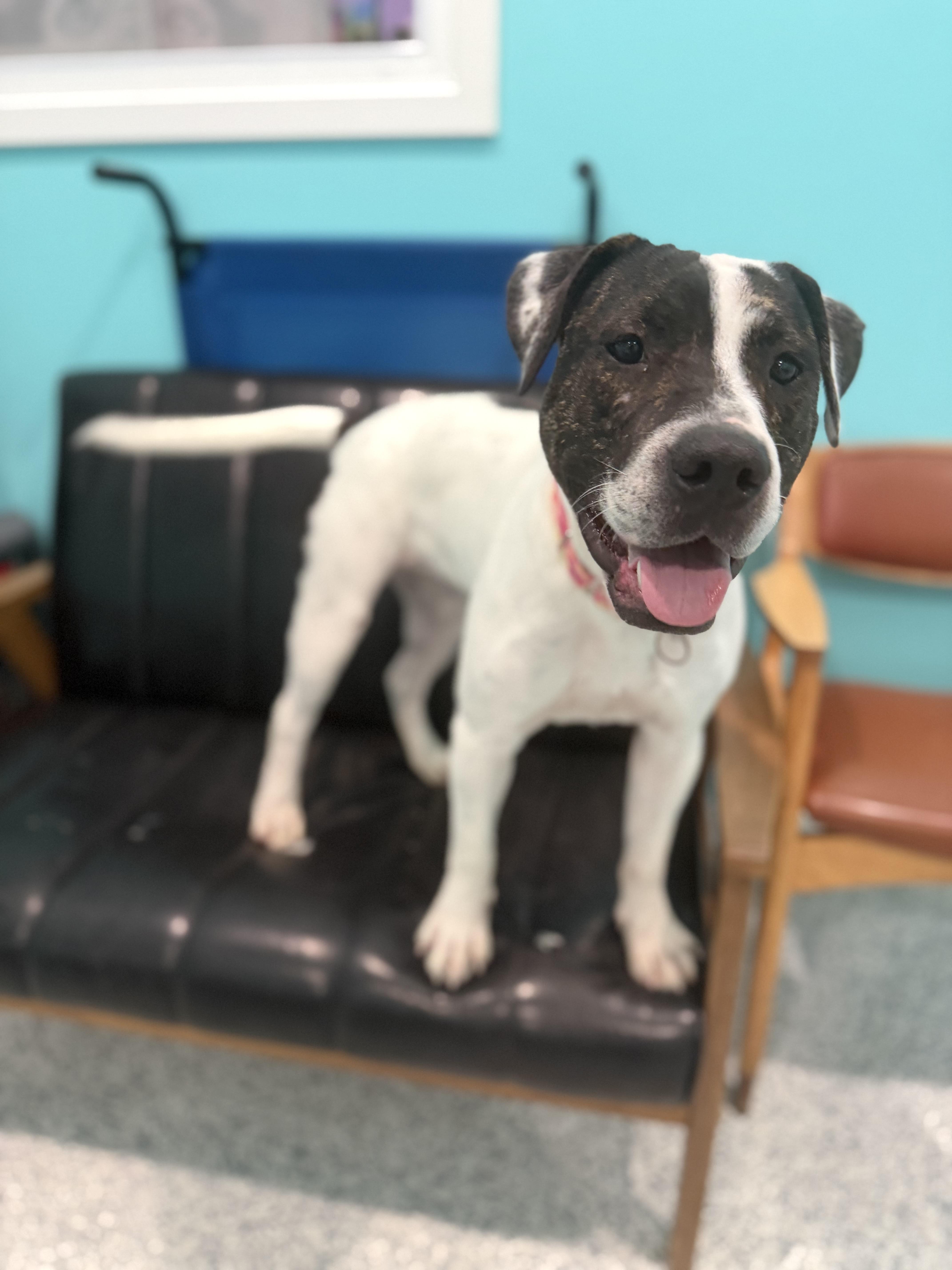 A young large-sized female American Bully dog named Vera for adoption in Hutchinson, MN