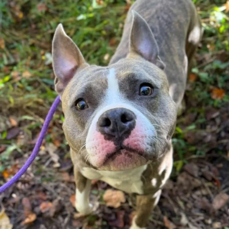 A young medium-sized female American Bully dog named Paige for adoption in Manassas, VA