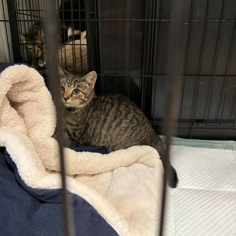 A baby small-sized male Domestic Short Hair cat named O'Connor for adoption in Pawling, NY