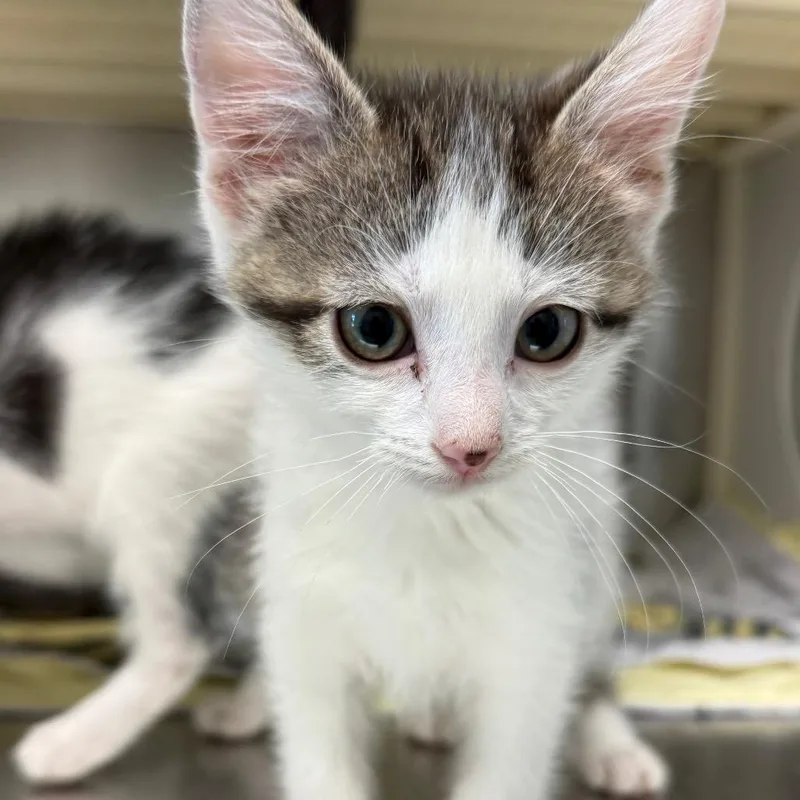 A baby small-sized male White Domestic Short Hair cat named Odysseus for adoption in Norman, OK