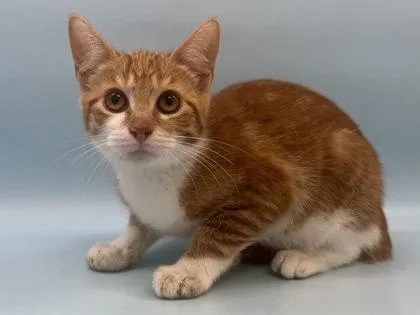 A baby small-sized female Domestic Short Hair cat named Reicker for adoption in Woodbury, MN