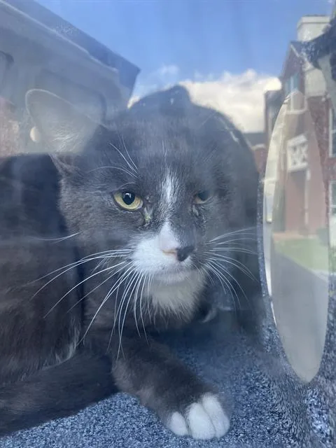 A young medium-sized male Domestic Medium Hair cat named Gary for adoption in Dallas, TX