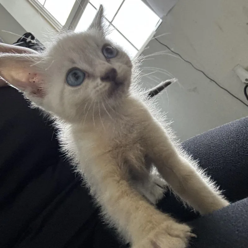 A baby small-sized male White Siamese cat named Coriolanus for adoption in Dillon, SC