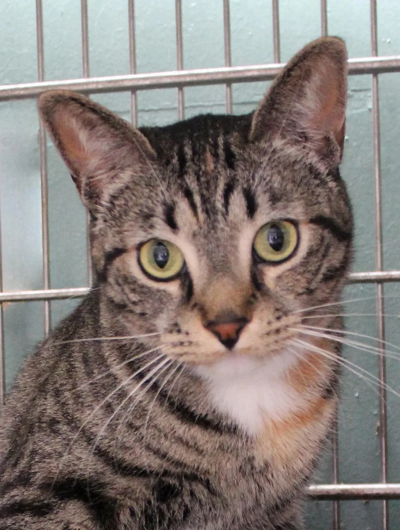 An adult medium-sized female Domestic Short Hair cat named Linx for adoption in Pasadena, CA