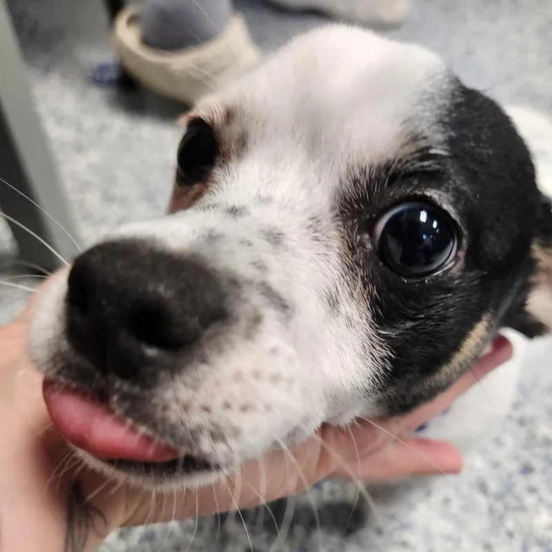 An adult small-sized male White / Cream Chihuahua dog named Spock for adoption in Greenville, SC