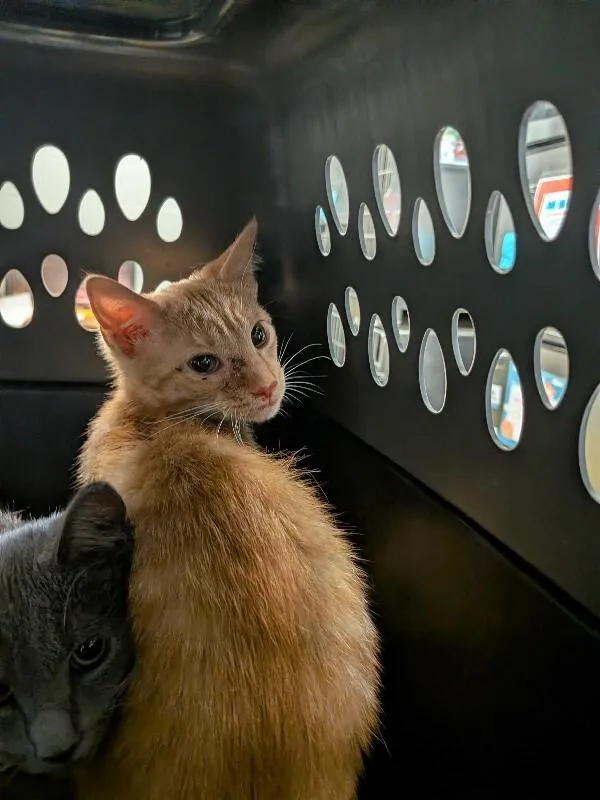 A young small-sized female Tabby (Orange / Red) Domestic Short Hair cat named Hilltop for adoption in Cincinnati, OH