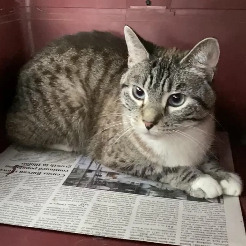 An adult small-sized female White Domestic Short Hair cat named Sloane for adoption in Herrin, IL