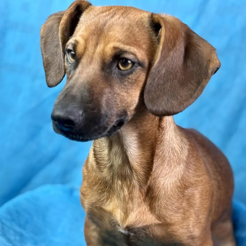 Twix — The Loyal thumbnail 2