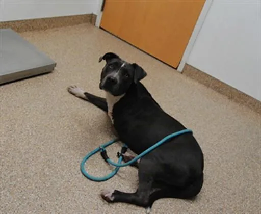 An adult large-sized female Pit Bull Terrier dog named Zola for adoption in Albuquerque, NM