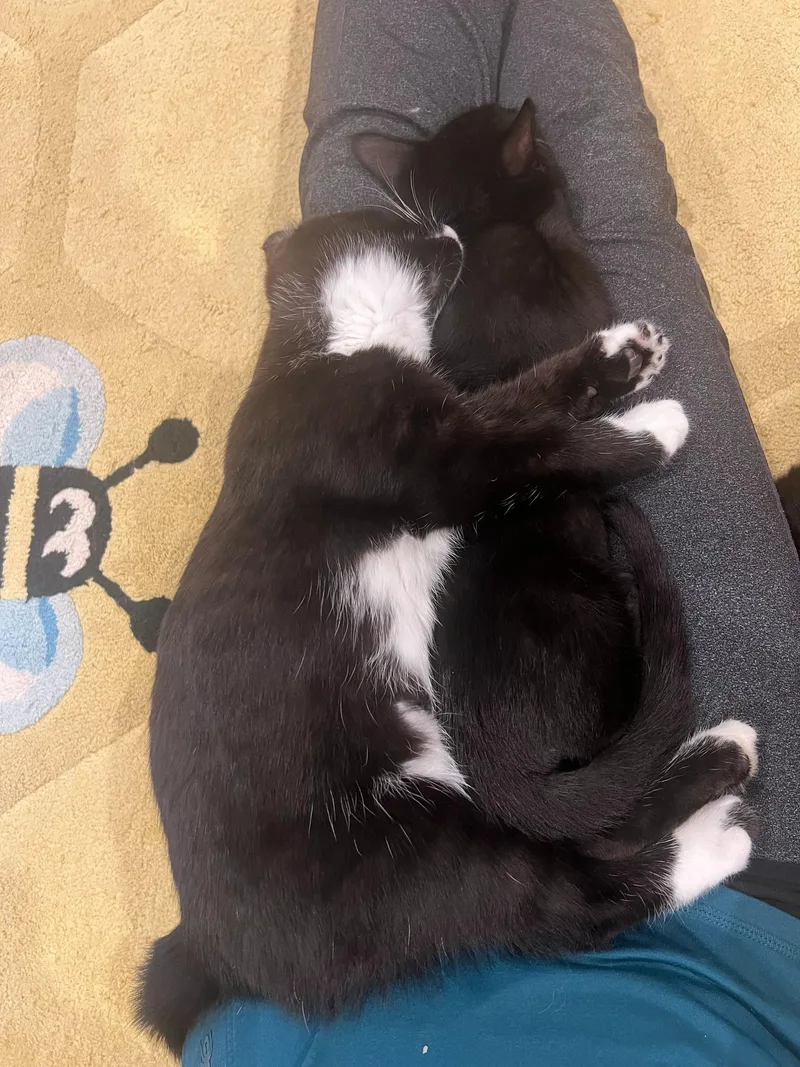 Bean And thumbnail 2