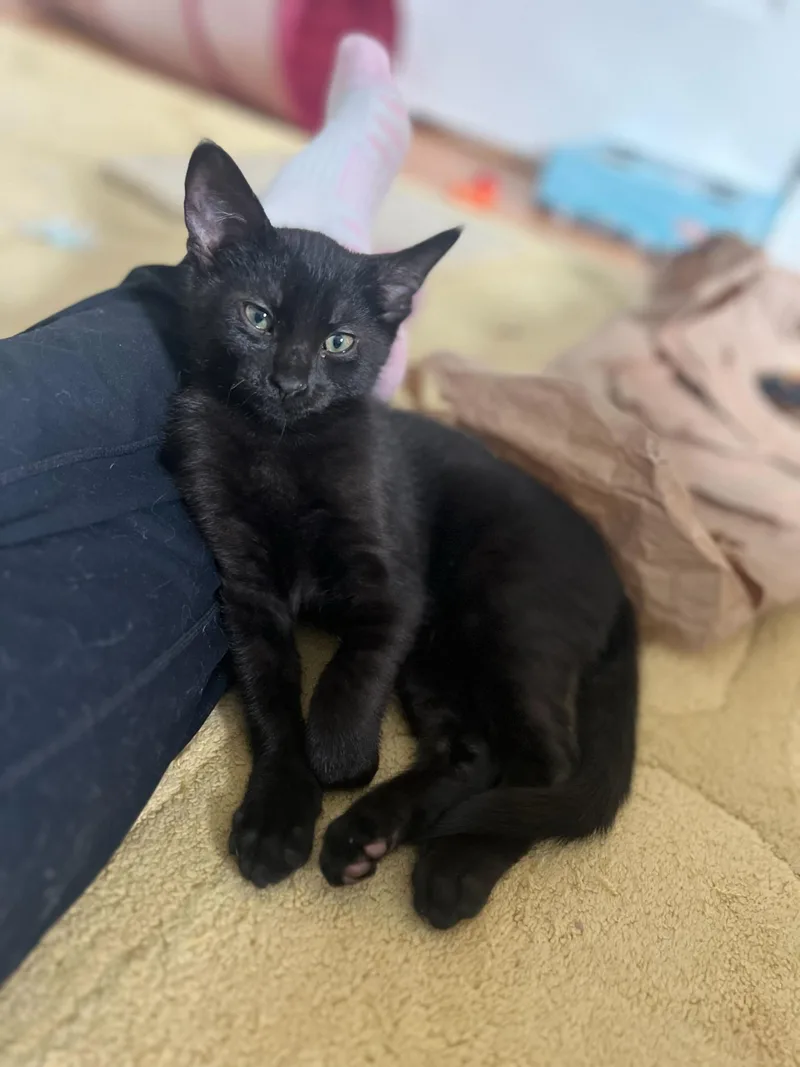 Bean And thumbnail 3