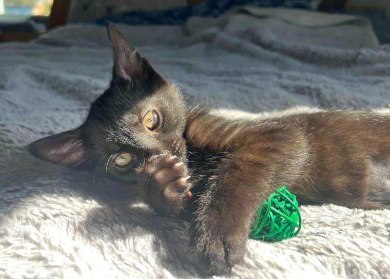 Bean And thumbnail 5