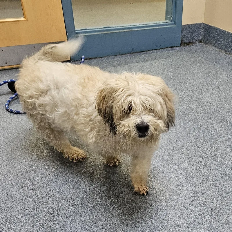 An adult small-sized male Yellow / Tan / Blond / Fawn Shih Tzu dog named Knowles for adoption in Suffolk, VA