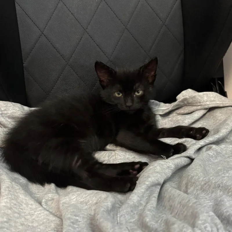 A baby small-sized male Black Domestic Short Hair cat named Jason for adoption in Los Angeles, CA