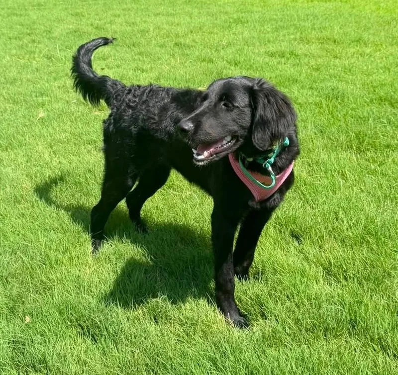 Luna Belle thumbnail 2