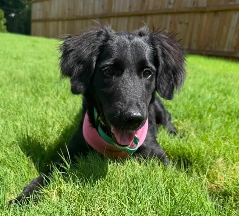 Luna Belle thumbnail 5