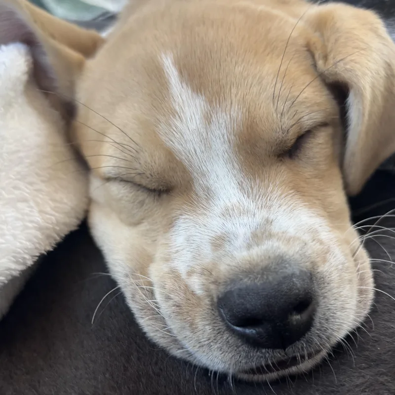 James Brown  Local thumbnail 2