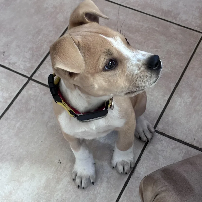 A baby medium-sized male Yellow / Tan / Blond / Fawn Pointer dog named James Brown  Local for adoption in Andover, MA